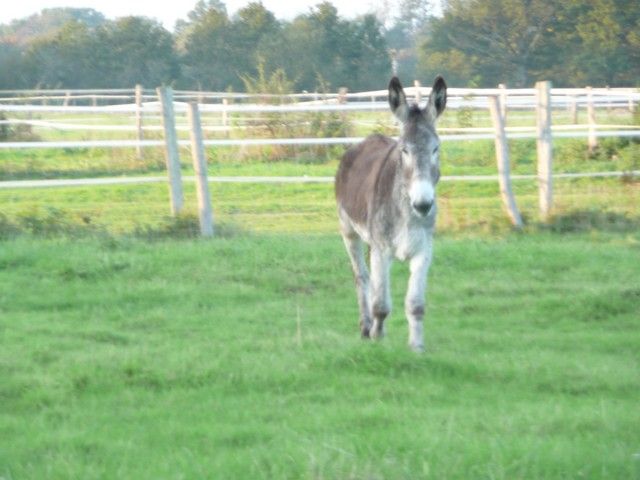 Balthazar et leonard Arrivee (36).jpg